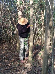 Escobar sostenible 2